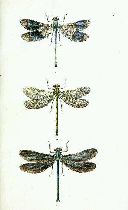 The 925 Dragonfly Necklace
